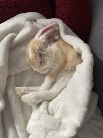 A small, light-colored rabbit is comfortably wrapped in a fluffy white blanket. The rabbit appears to be sleeping peacefully, with ears slightly folded back. The texture of the blanket is soft and cozy, adding to the serene atmosphere.