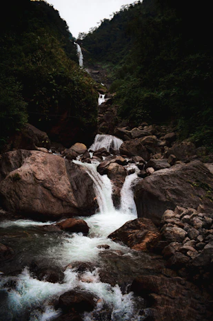 a stream of water running through a lush green forest