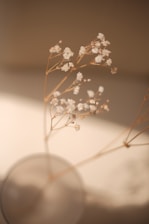 Delicate white flowers with thin, light brown stems are placed in a softly focused, blurred vase. The background is a blend of warm neutral tones, creating a gentle and serene atmosphere.