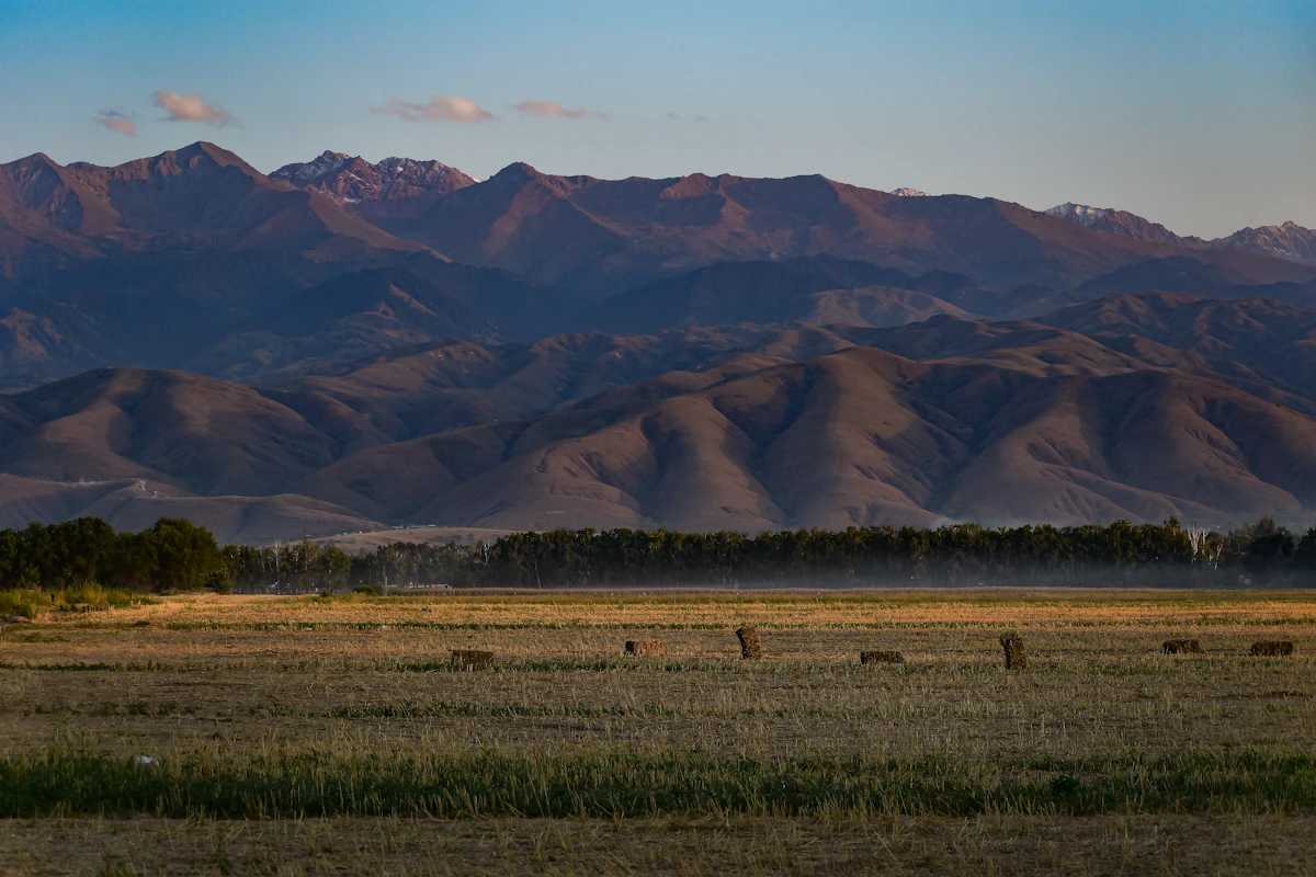Cattle grazing in a vast Kazakh steppe with mountains in the background