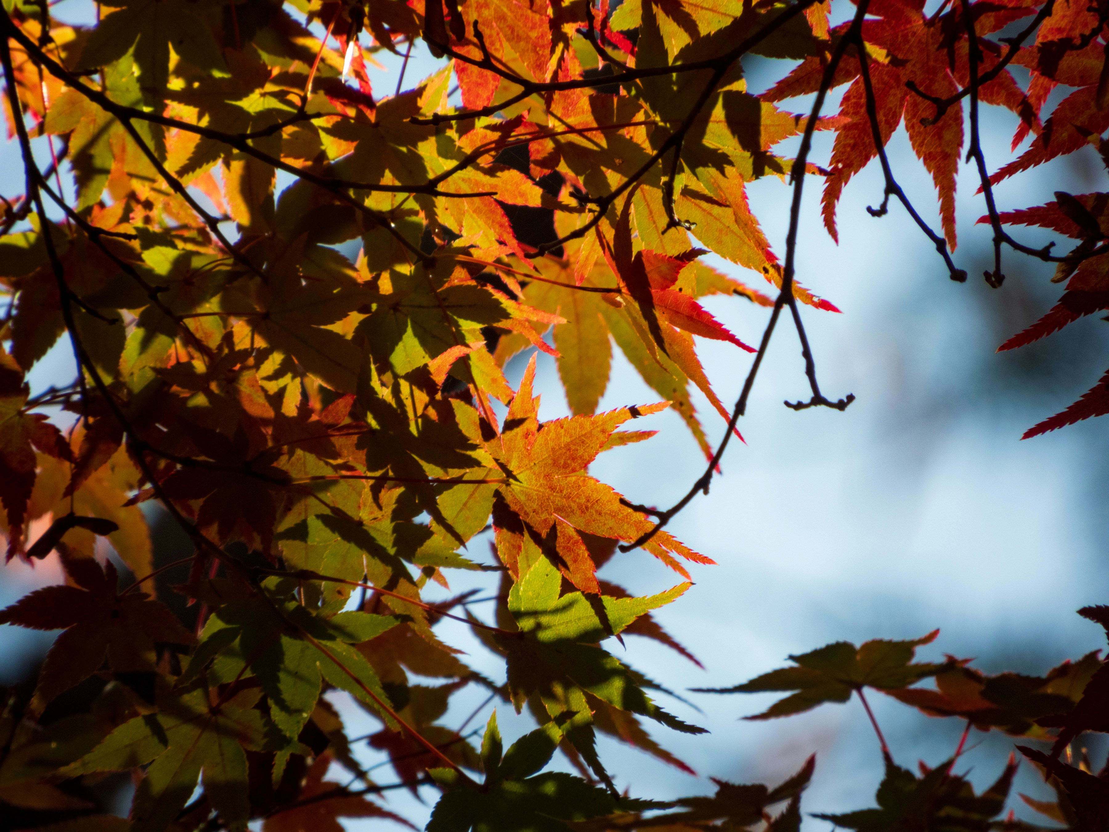 Photo by heppoko_yama