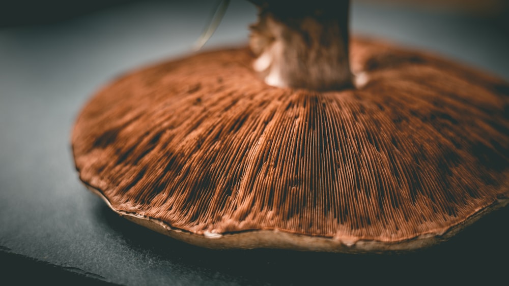 a close up of a mushroom on a table