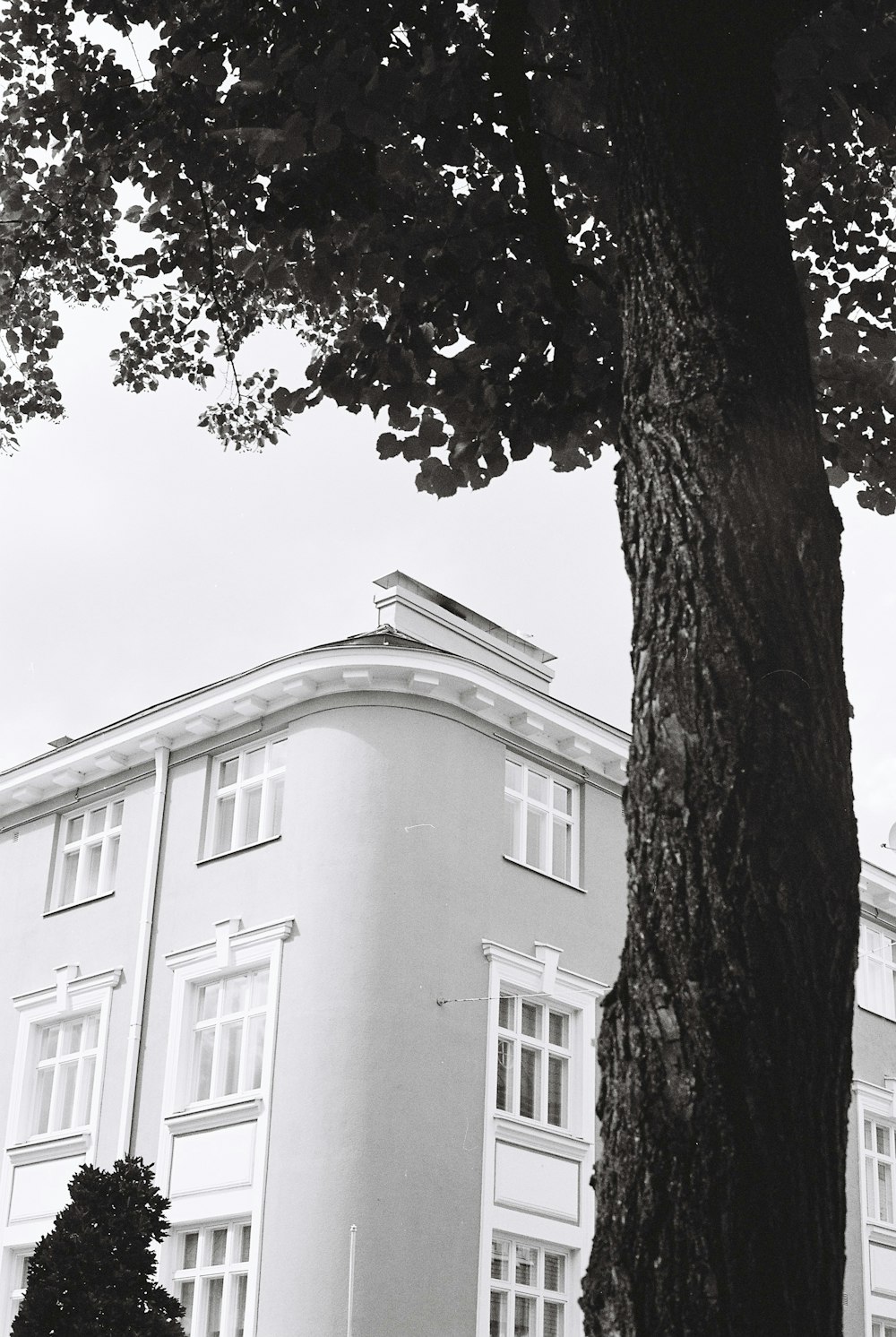 a black and white photo of a building and a tree