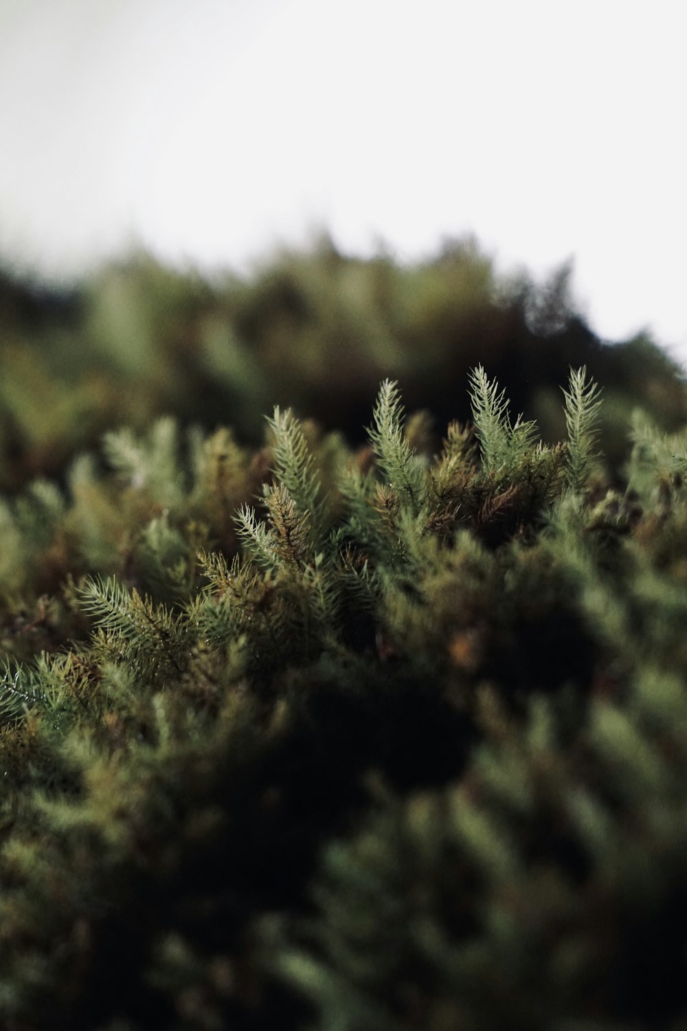 a close up of a tree branch with a blurry background