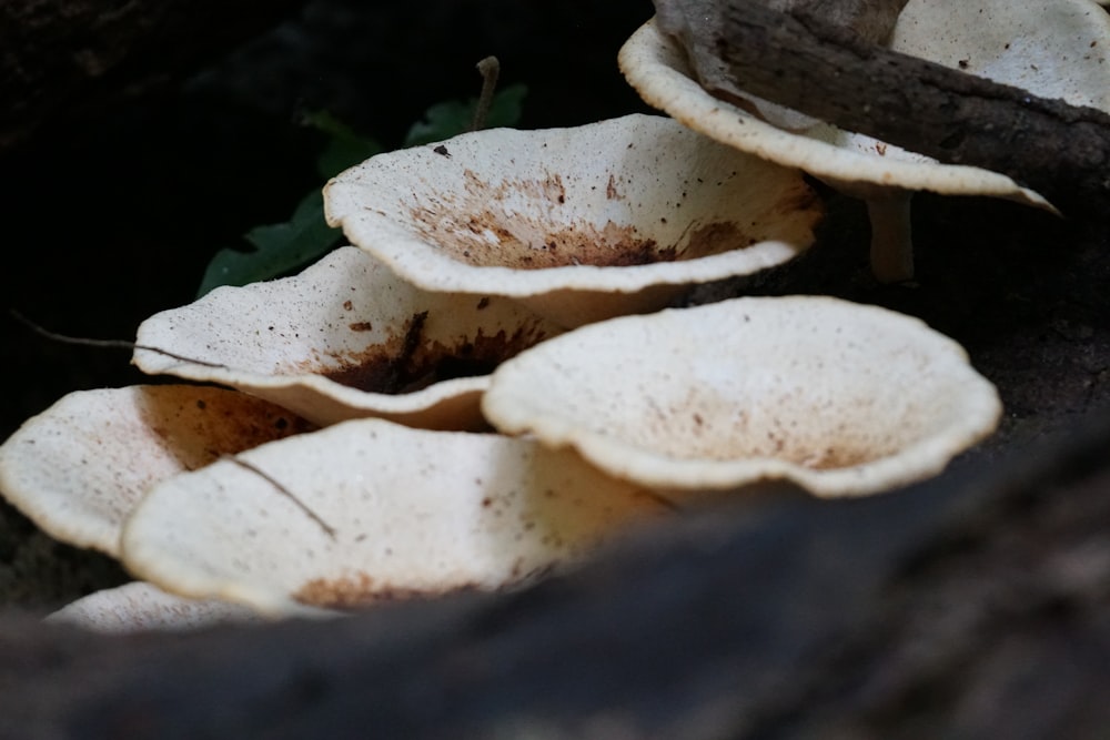 a group of mushrooms sitting on top of a tree