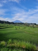 A scenic view of lush green hills and rice fields.