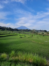 A scenic view of a lush green rice terrace in Vietnam under a clear blue sky.
