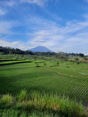 Wide view of vibrant green rice terraces under a soft blue sky at Jatiluwih.