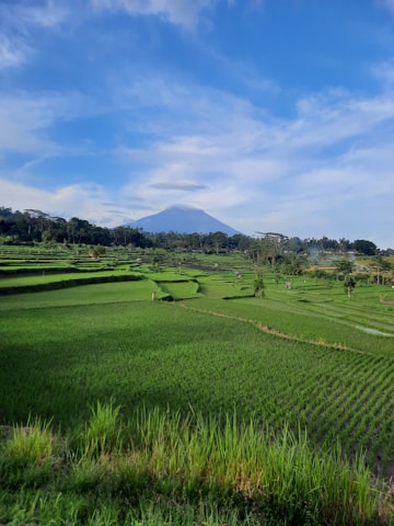 A scenic view of a lush green rice terrace in Vietnam under a clear blue sky.