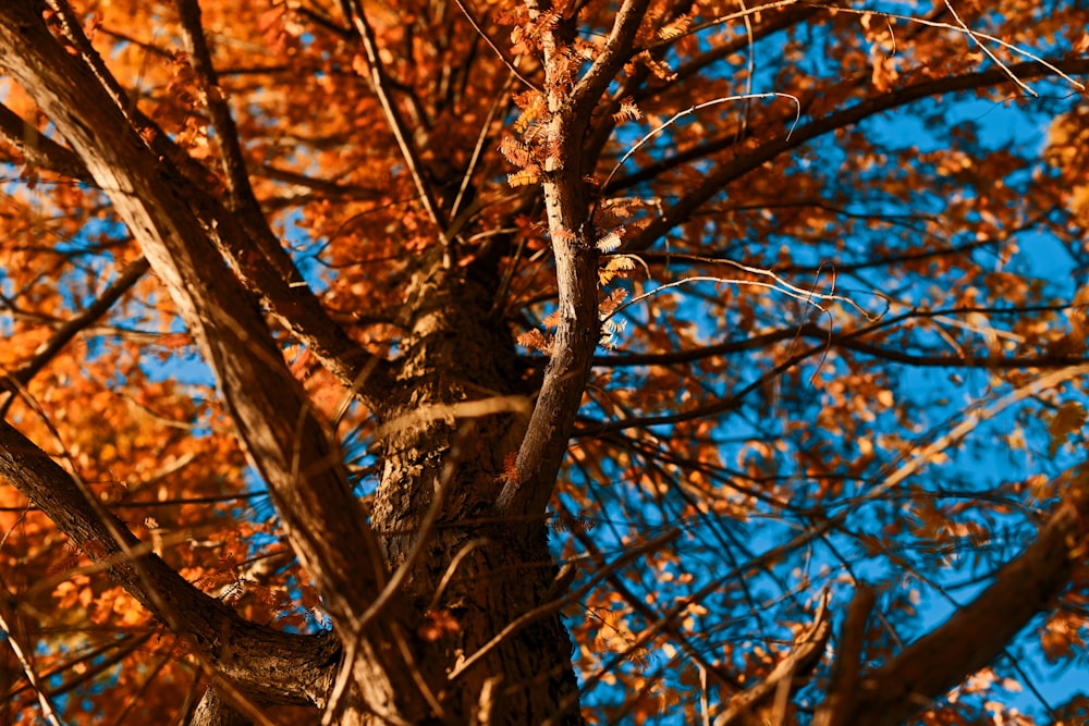 a bird perched on a branch of a tree