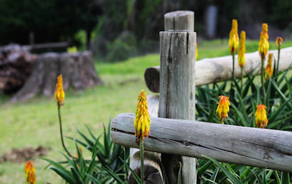 A restored wooden fence with rich stain and sturdy posts in a sunny garden.