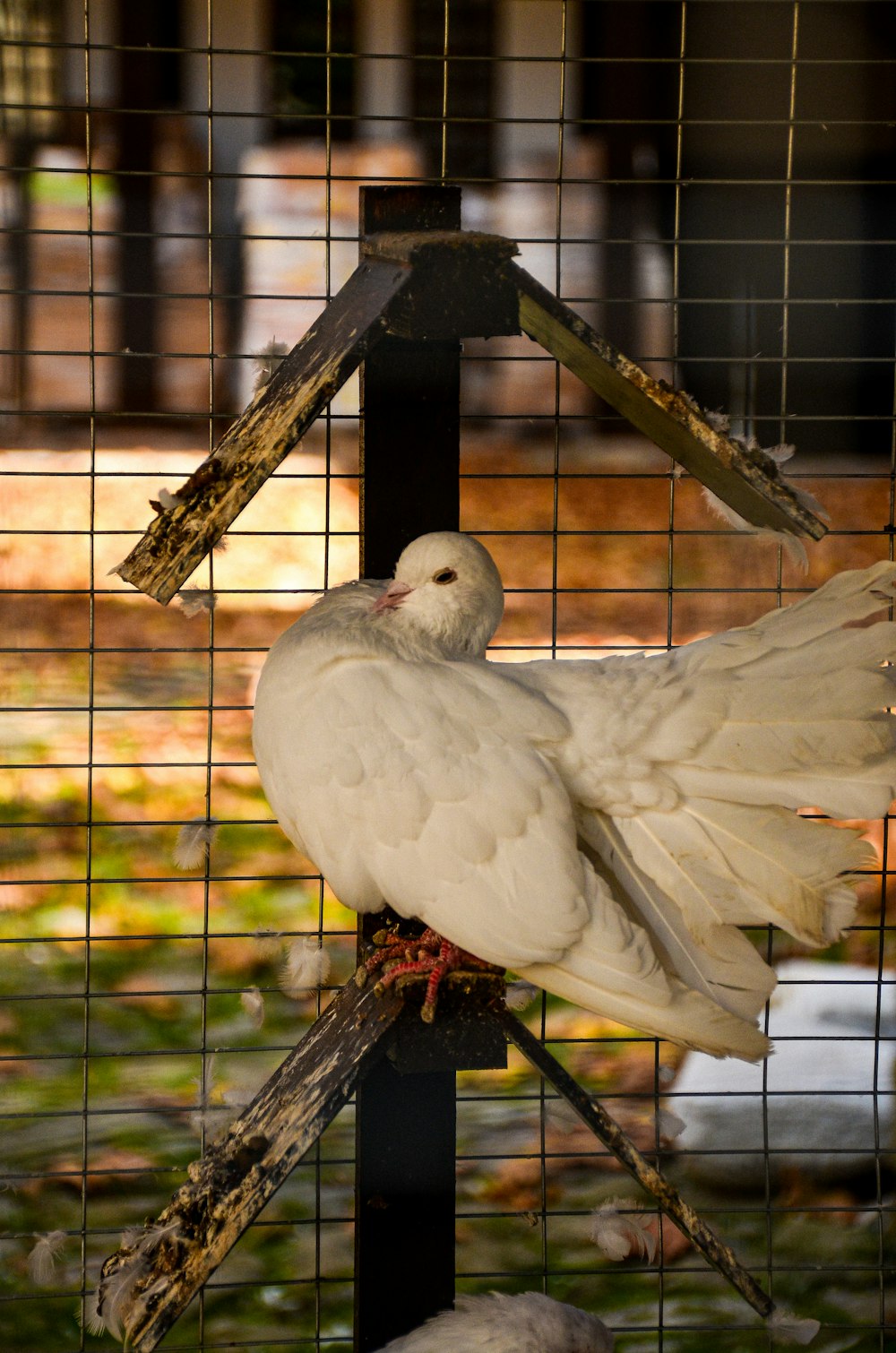 a white bird sitting on top of a bird feeder