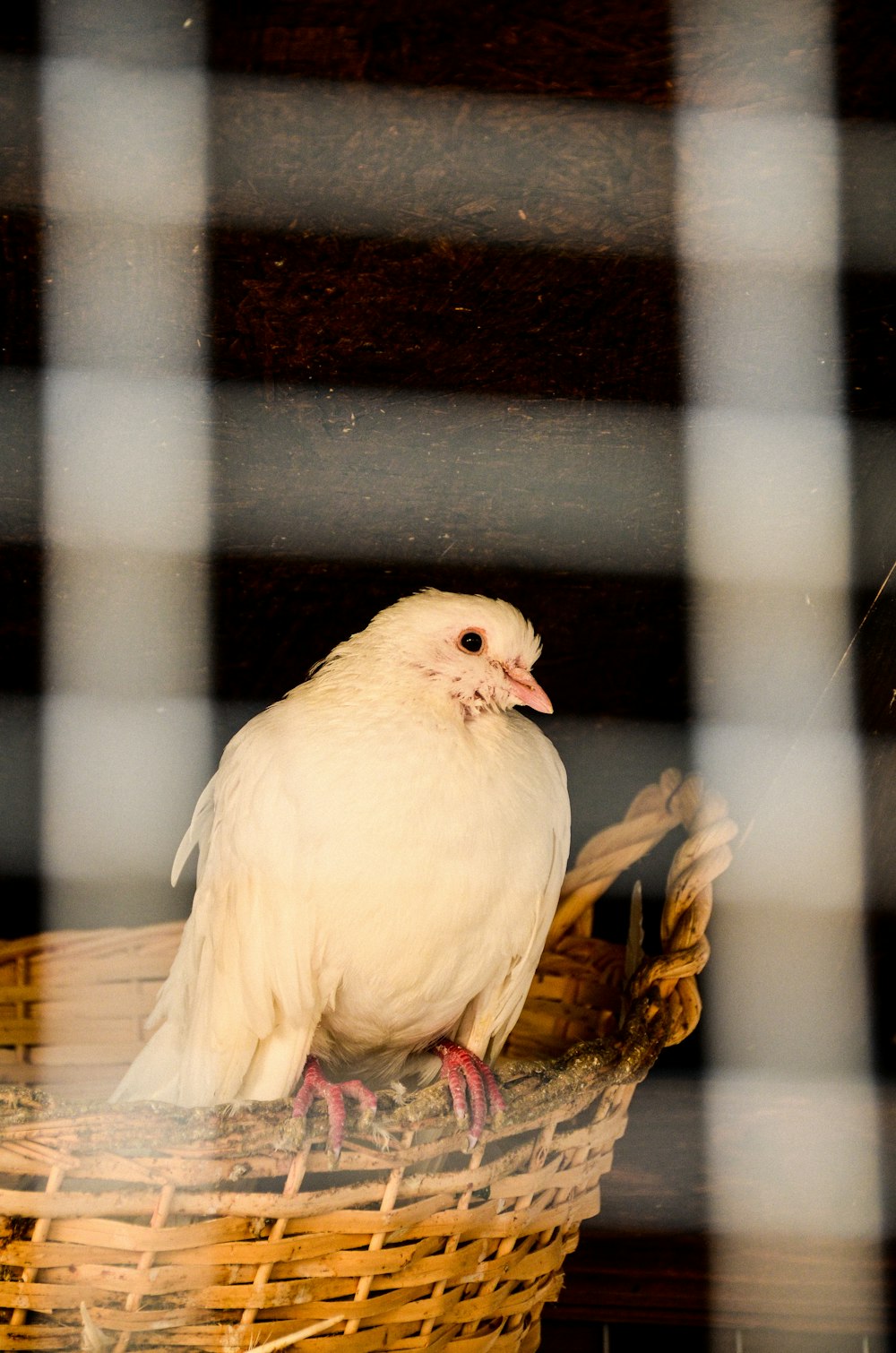 a white bird sitting on top of a basket