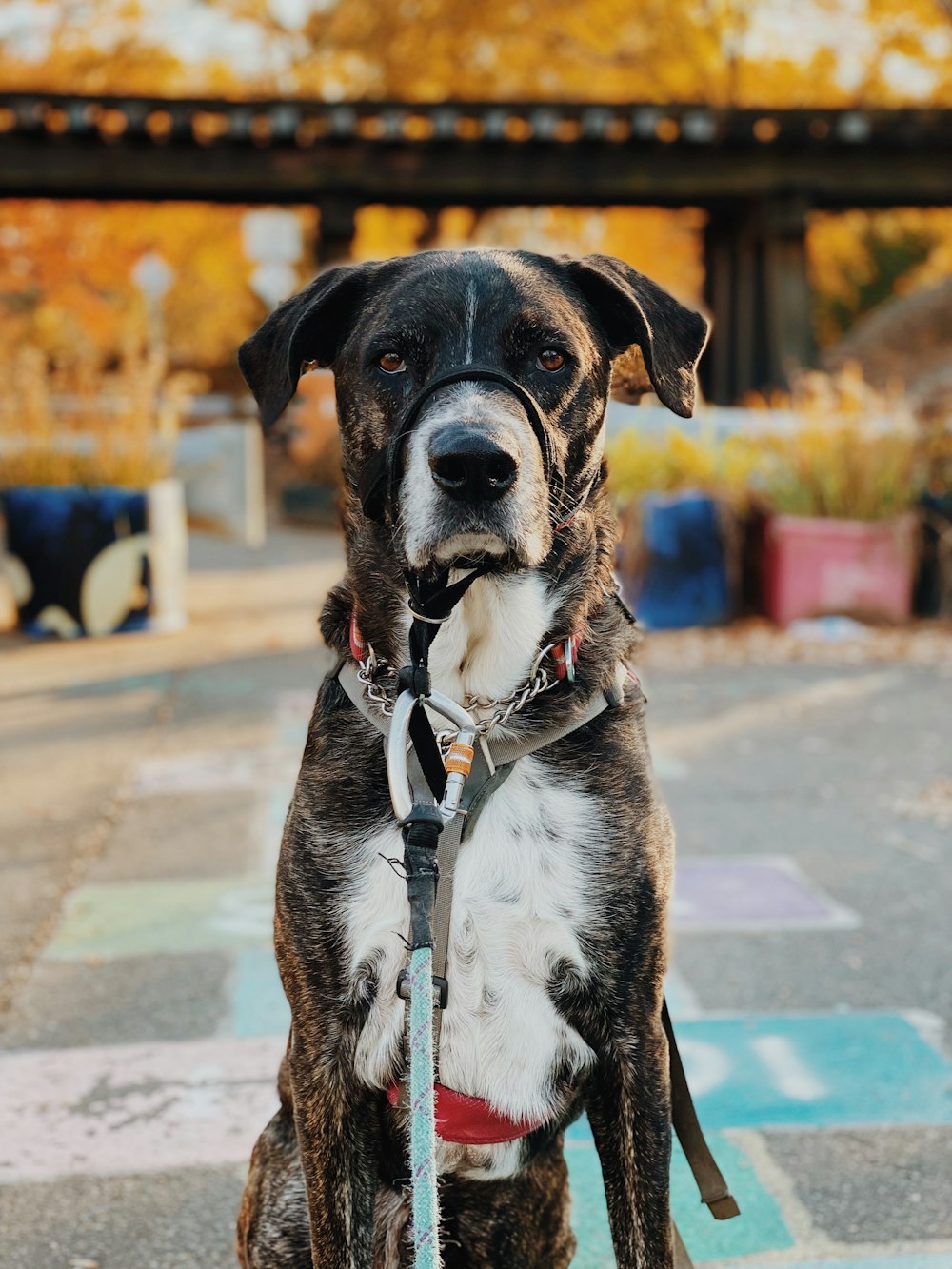 a black and white dog sitting on a leash