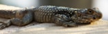 A lizard with a textured, scaly body is resting on a light-colored surface, with its head slightly raised. The light enhances the reptile's textured skin, which appears in hues of gray and brown.