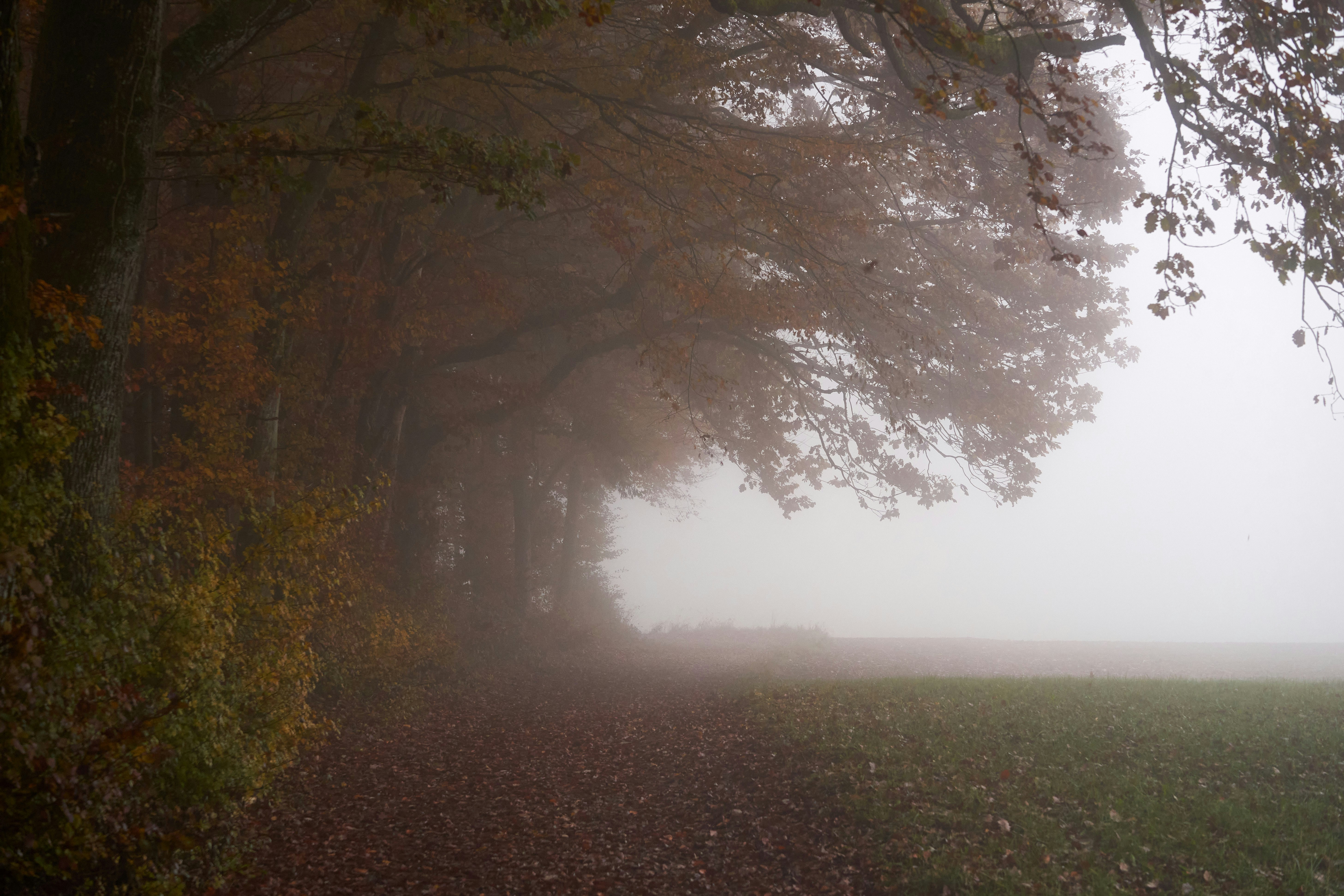 Photo by wolfgang_hasselmann