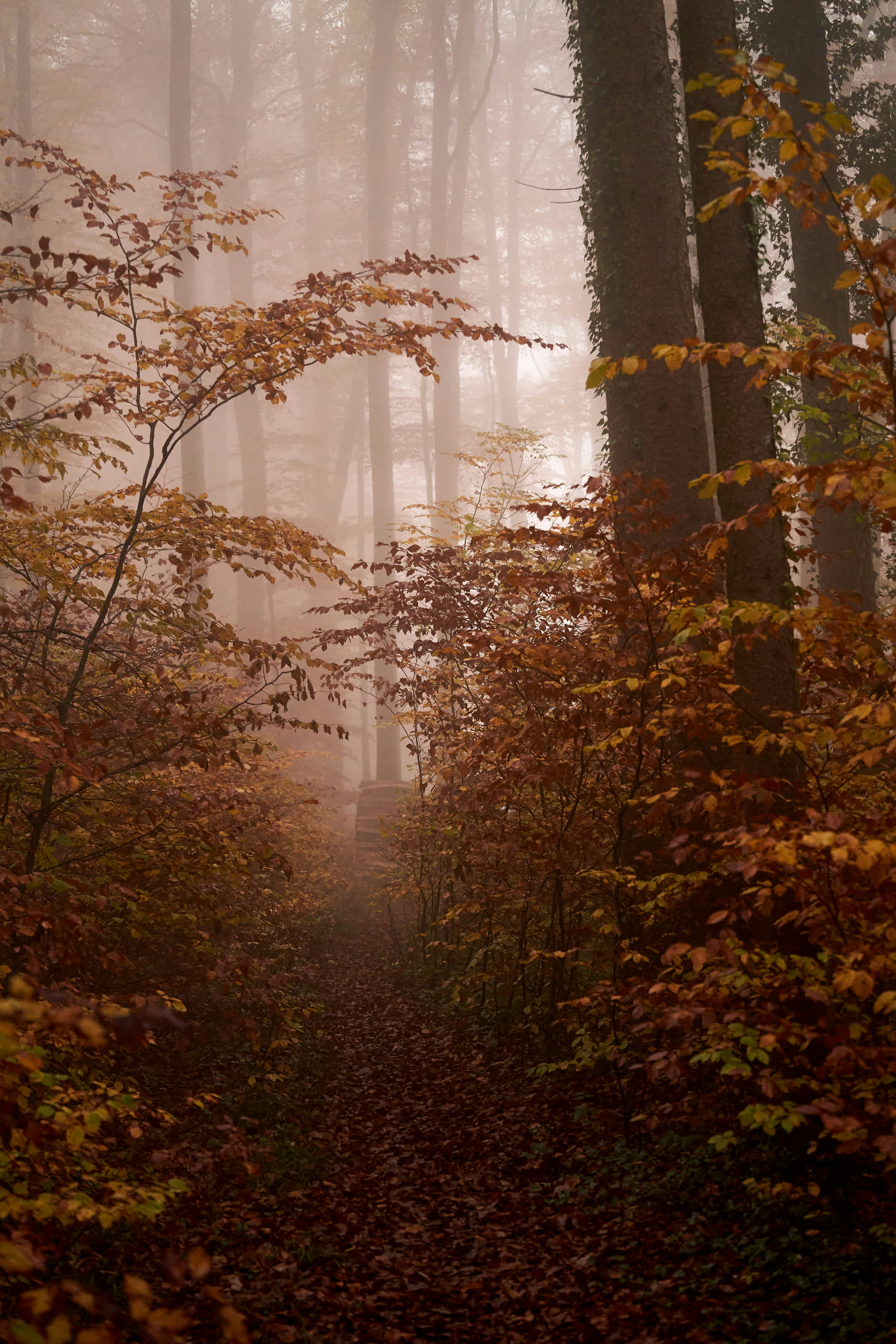 Photo by wolfgang_hasselmann