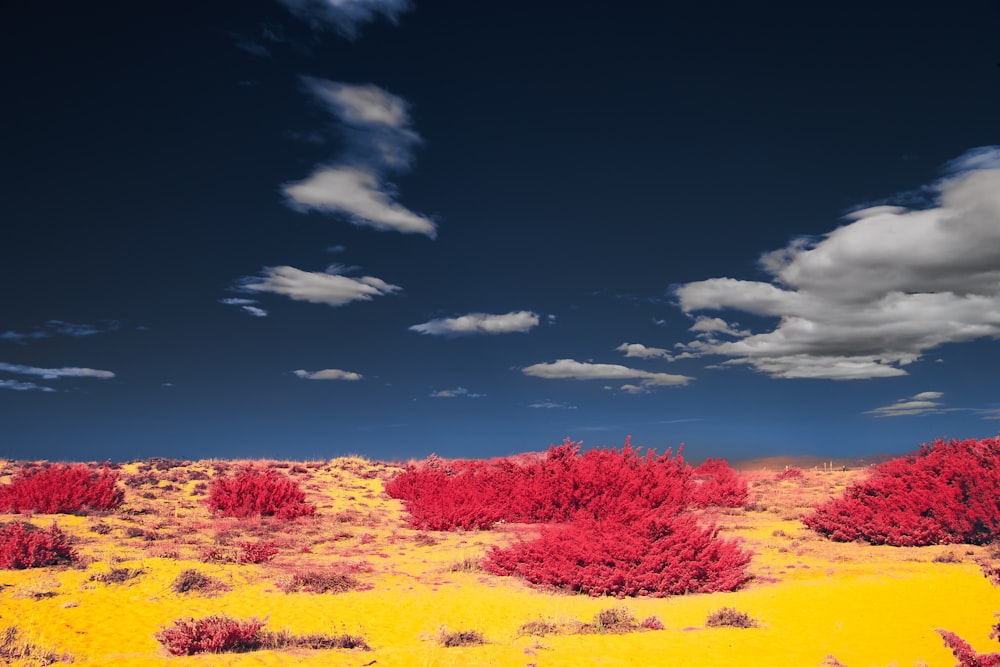 a field with red bushes and clouds in the sky