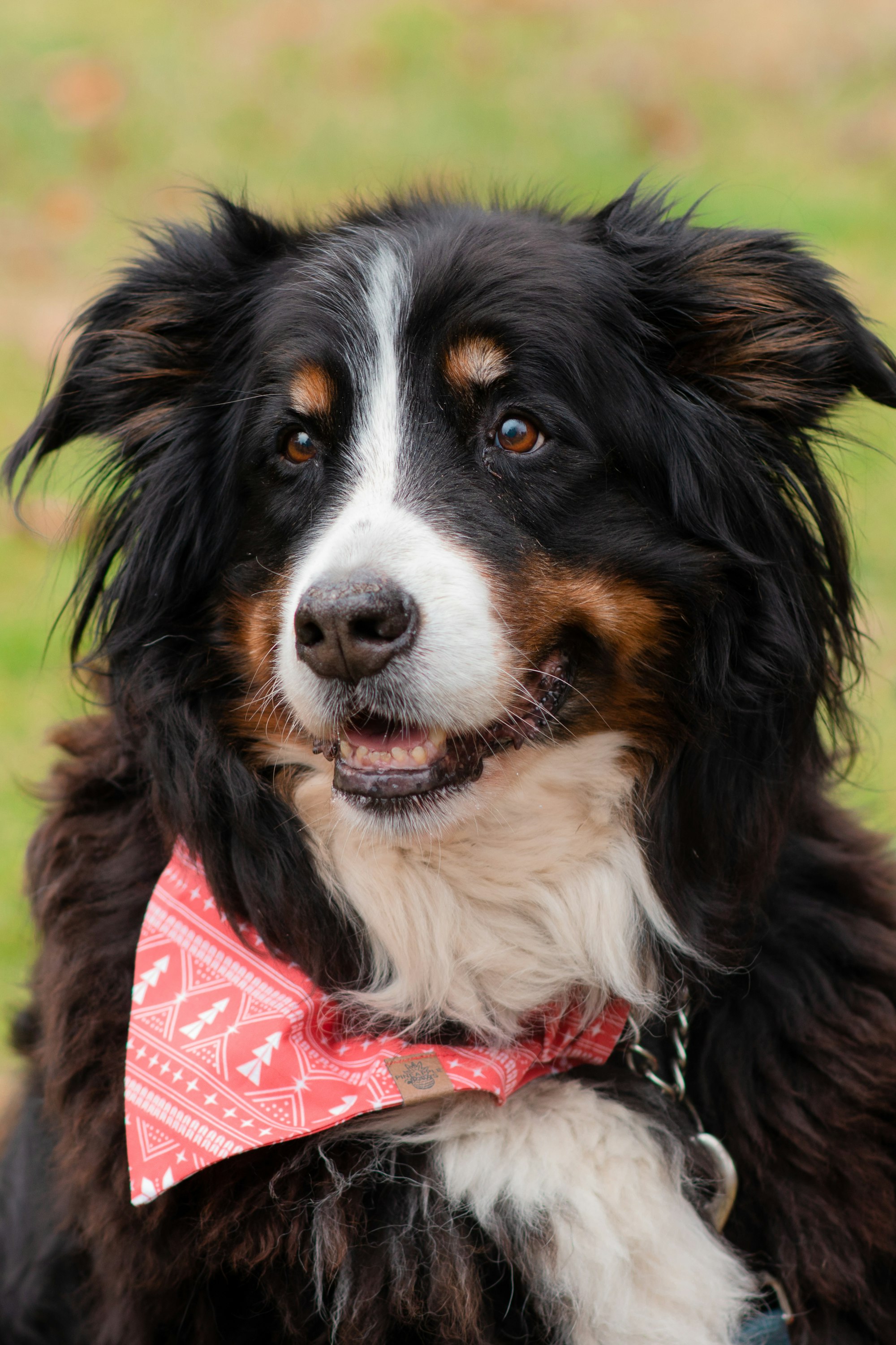 Australian Shepherd Bernese Mountain Dog Mix Meet The Breed Australian Shepherd Bernese Mountain Dog Mix Meet The Breed