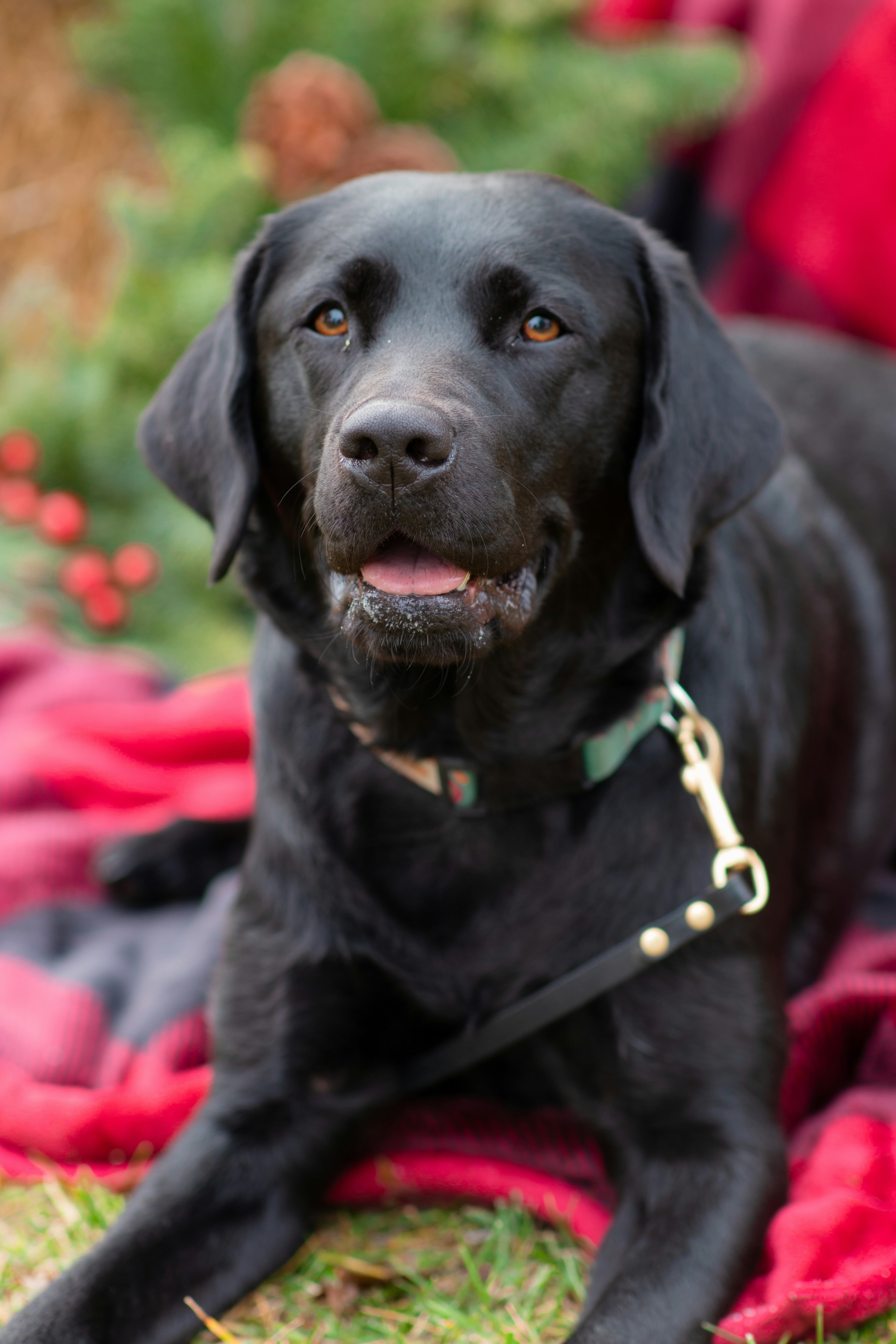 a large black dog laying on top of a blanket