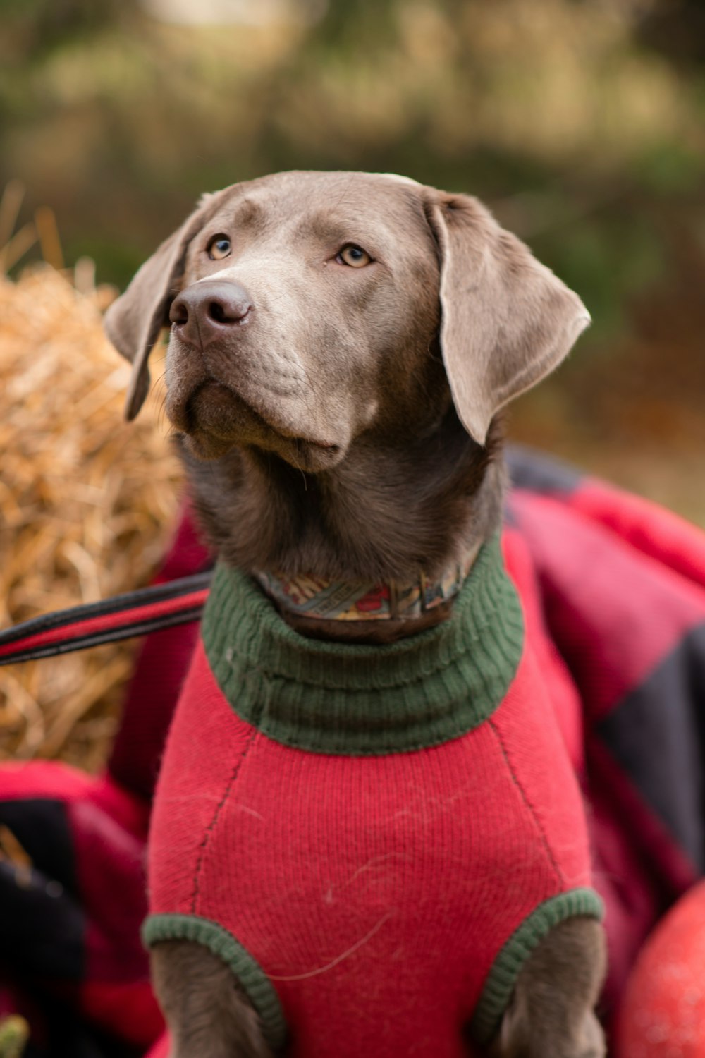 a brown dog wearing a red and green sweater