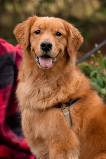A cheerful golden retriever sitting in a sunlit garden, looking happily at the camera.
