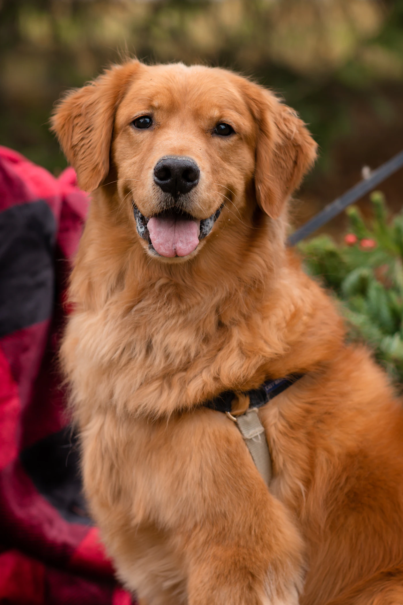A golden retriever in a working harness facing forward with an attentive, connected expression during a calm moment with its handler