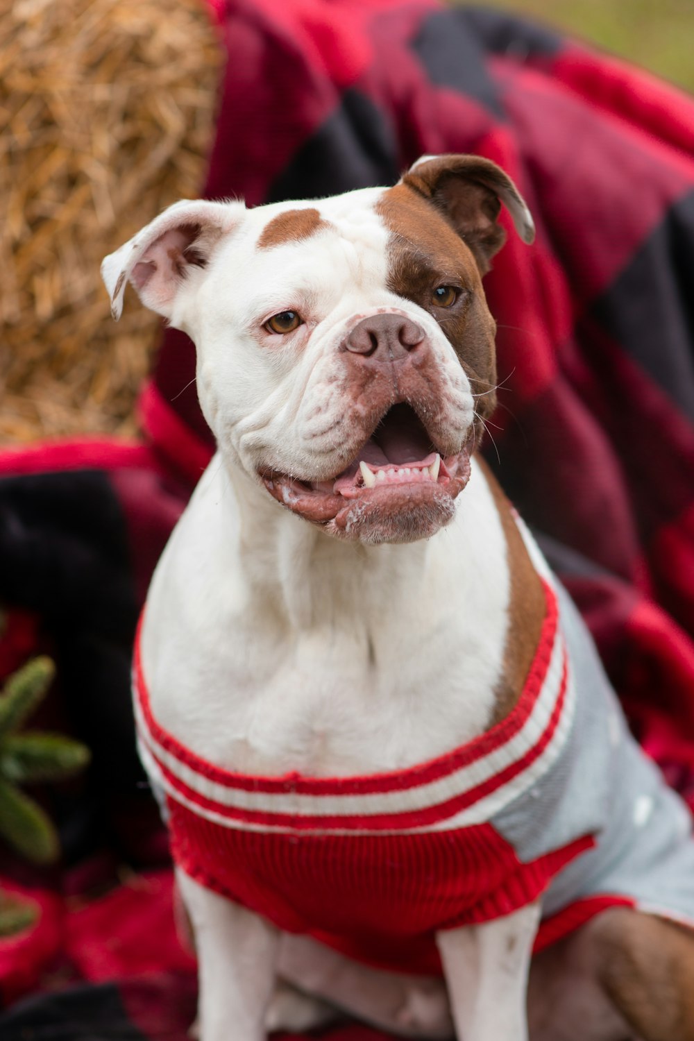 a brown and white dog wearing a red sweater