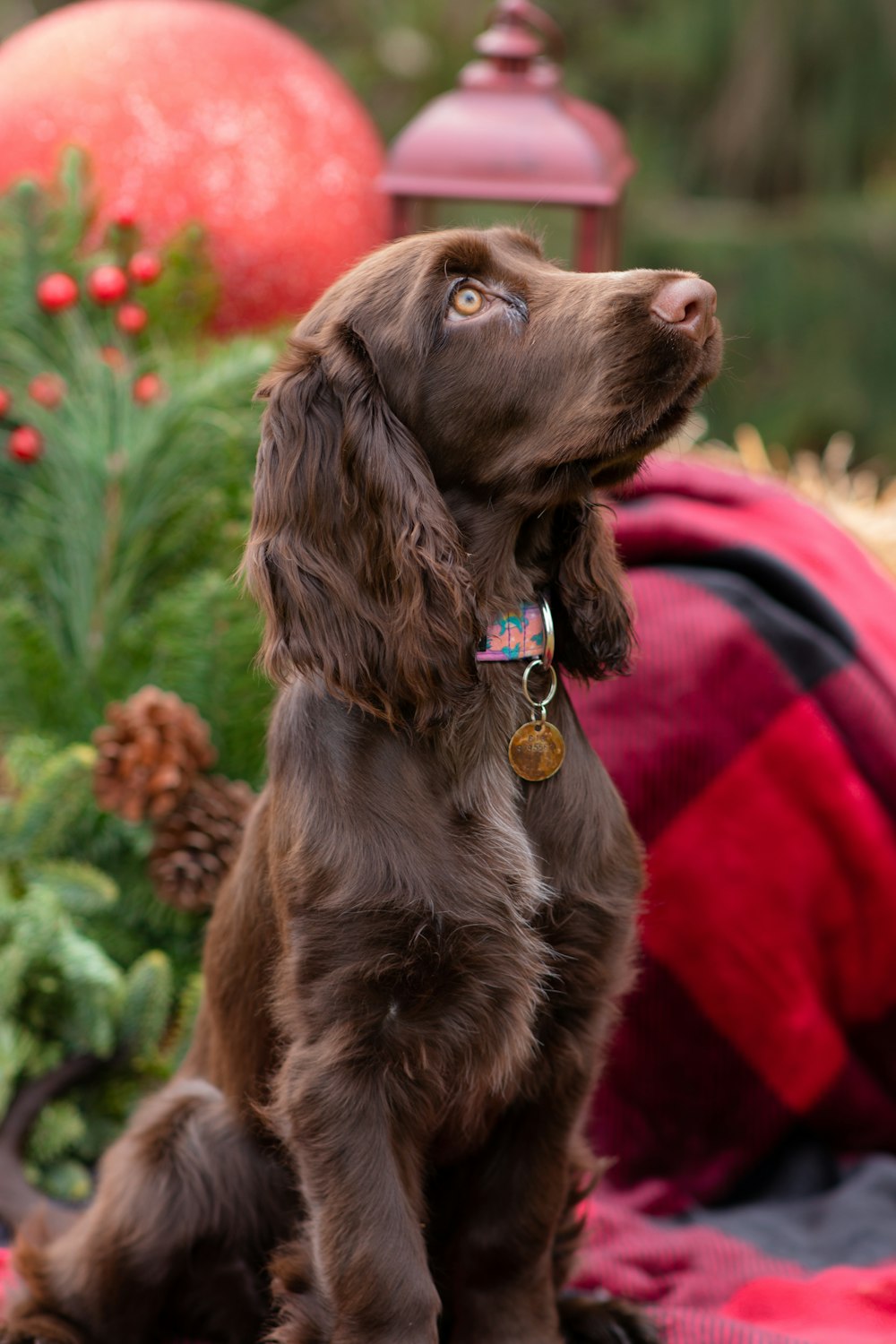 a brown dog sitting on top of a blanket