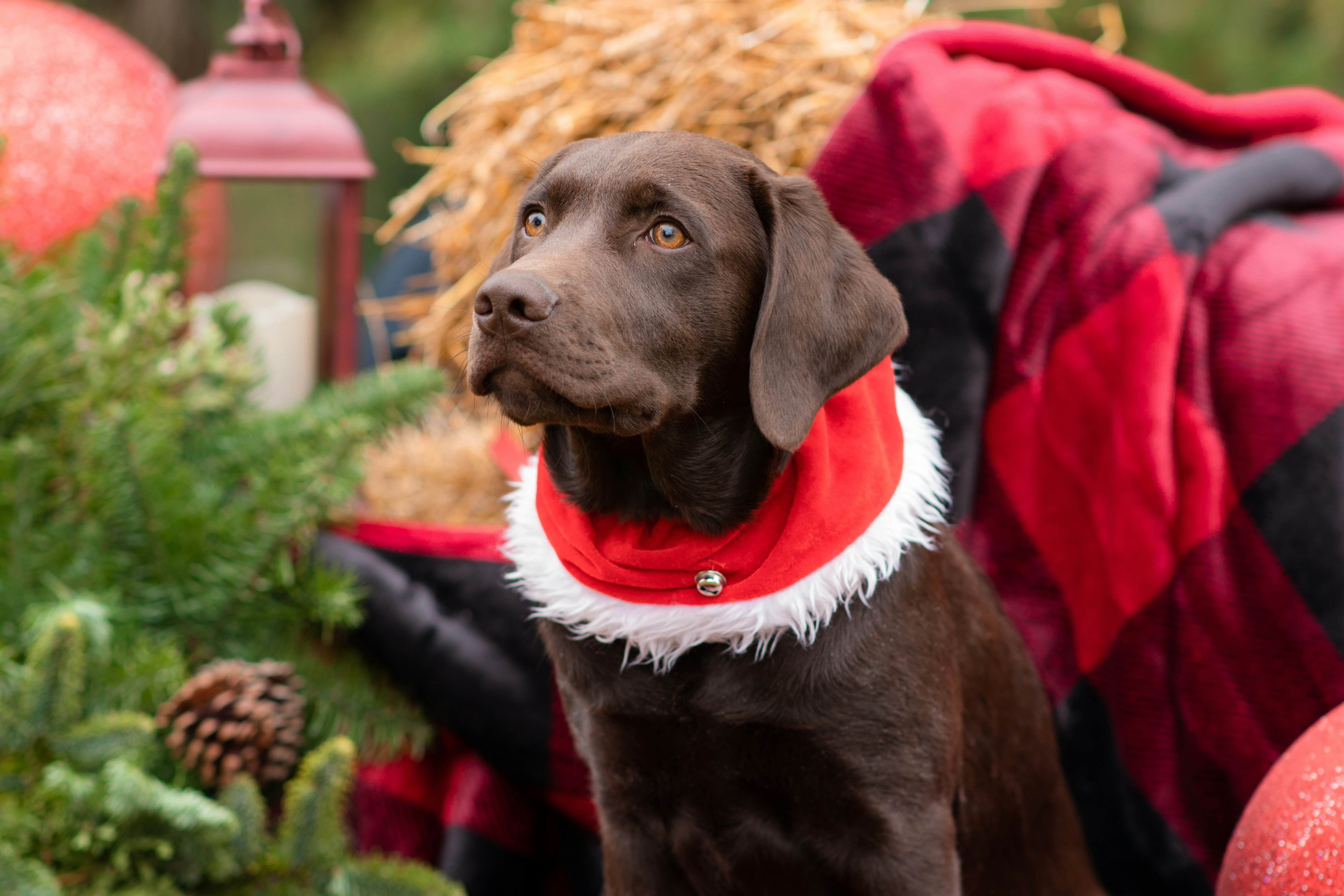 a brown dog wearing a red and white scarf