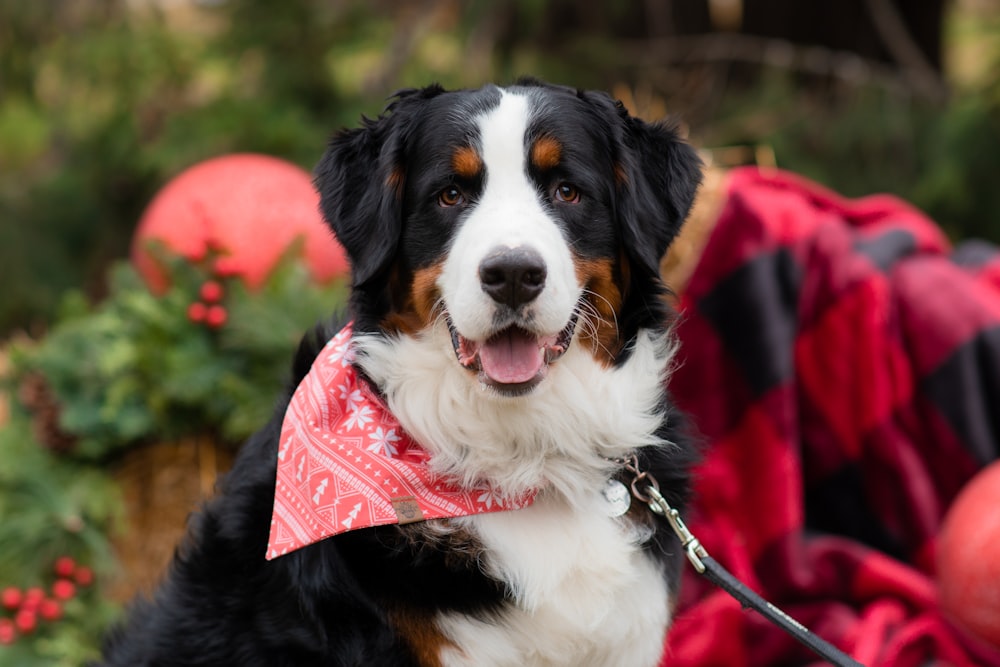 a black and white dog wearing a red bandana