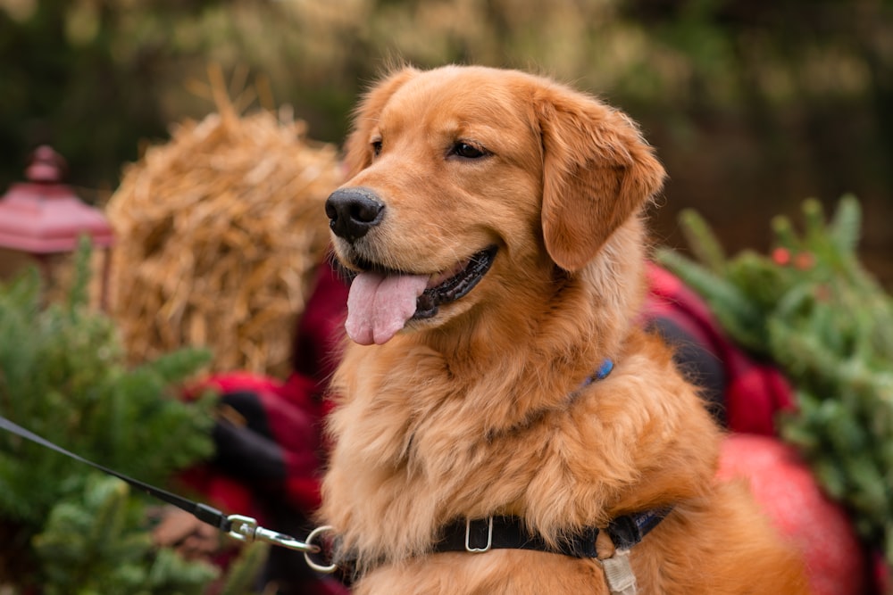 a golden retriever is sitting in a garden