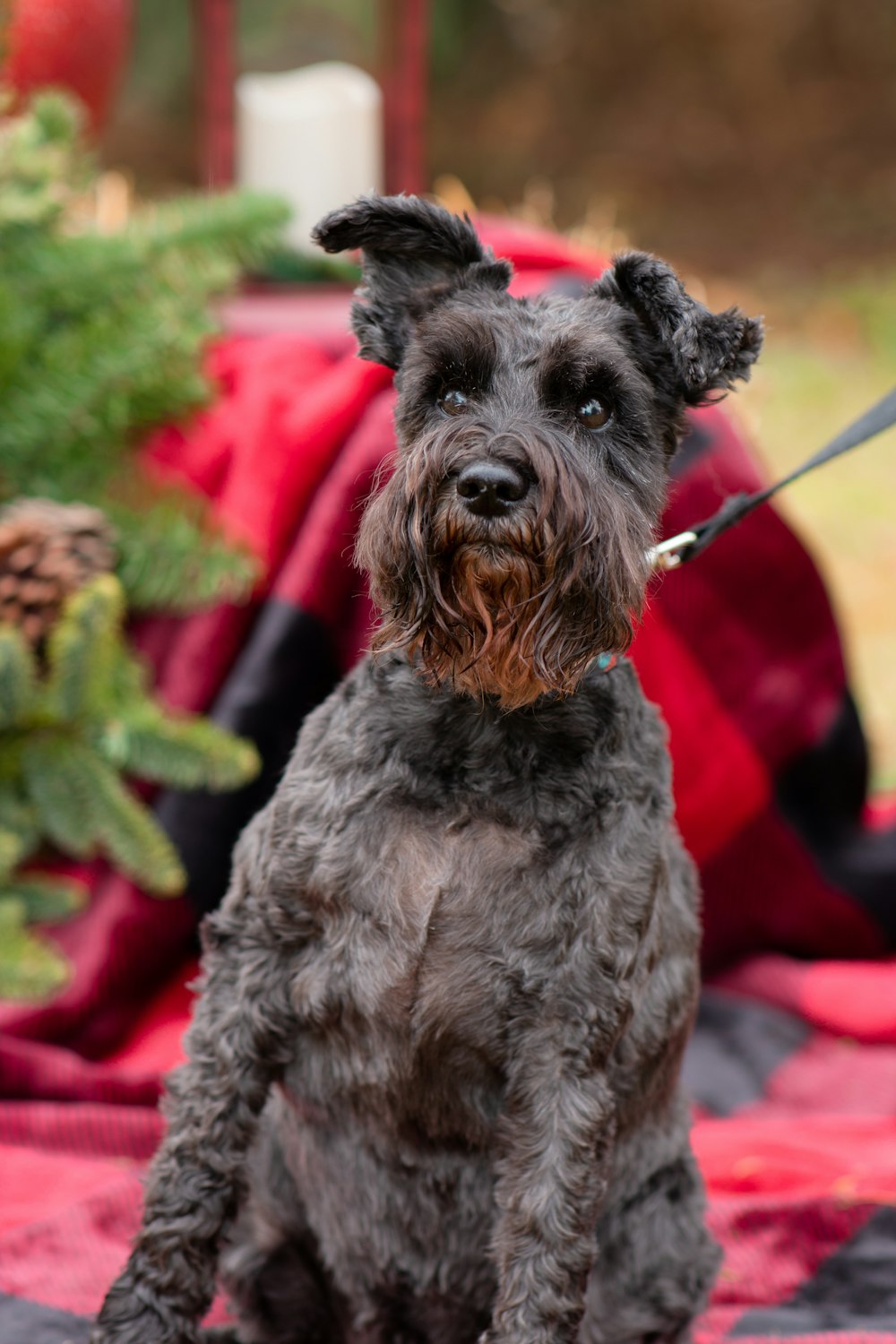 a black dog sitting on top of a bed next to a christmas tree