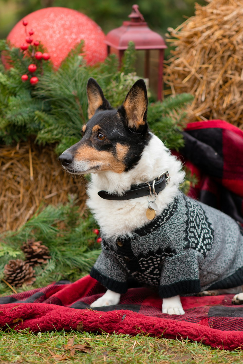 a dog wearing a sweater sitting on a blanket