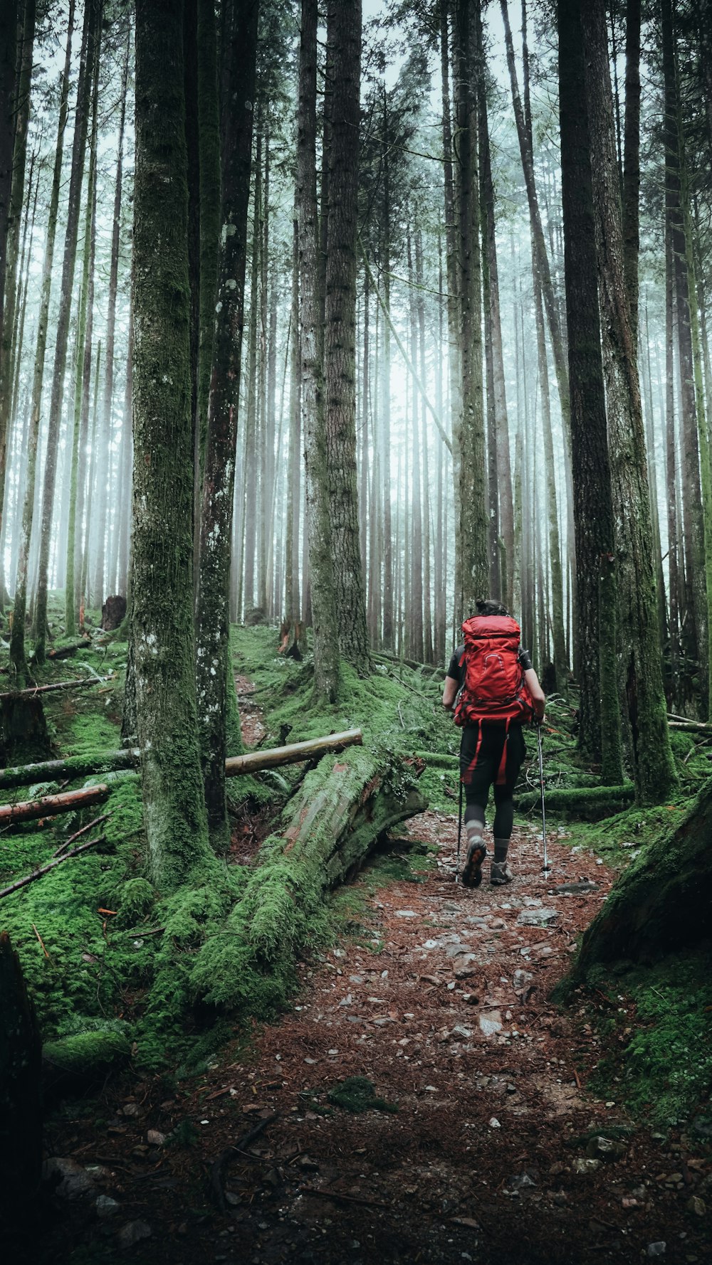 a person with a backpack walking through a forest