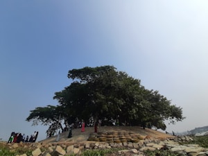A large tree with lush green foliage stands prominently on a small hill. Beneath it, a group of people are gathered, visible in various colorful attire. The hilltop is supported by stone and sandbags, while the background reveals a horizon with a hazy sky stretching above. The setting appears to be near a body of water with uneven terrain in the foreground.