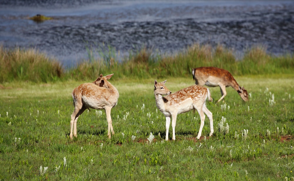 a group of deer standing on top of a lush green field