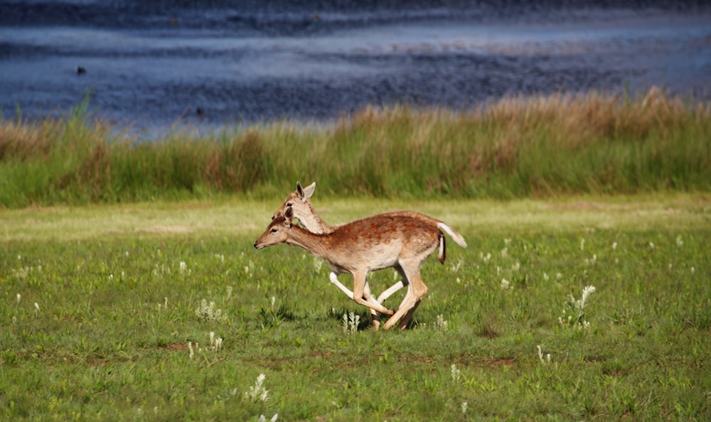 a small deer running across a lush green field