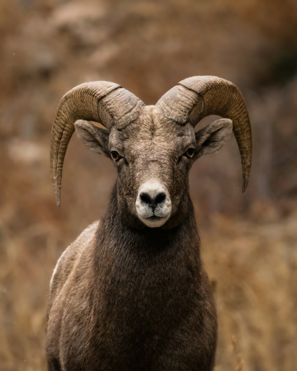a ram with large horns standing in a field