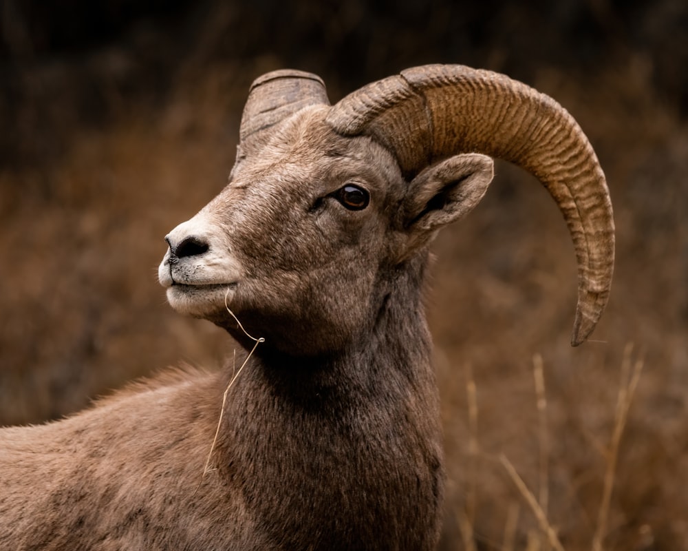 a ram with large horns standing in a field