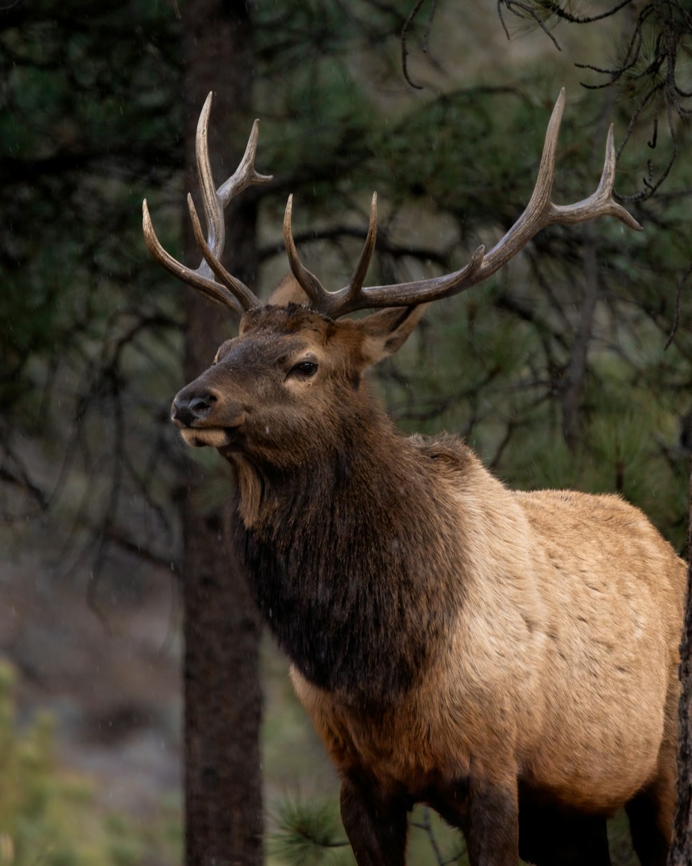 a large elk standing next to a forest filled with trees