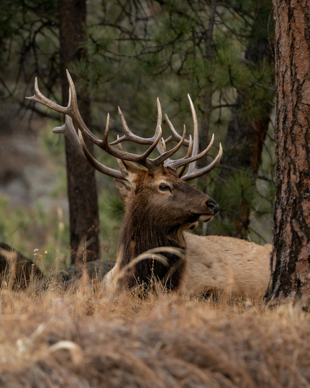 a large elk laying down in a forest