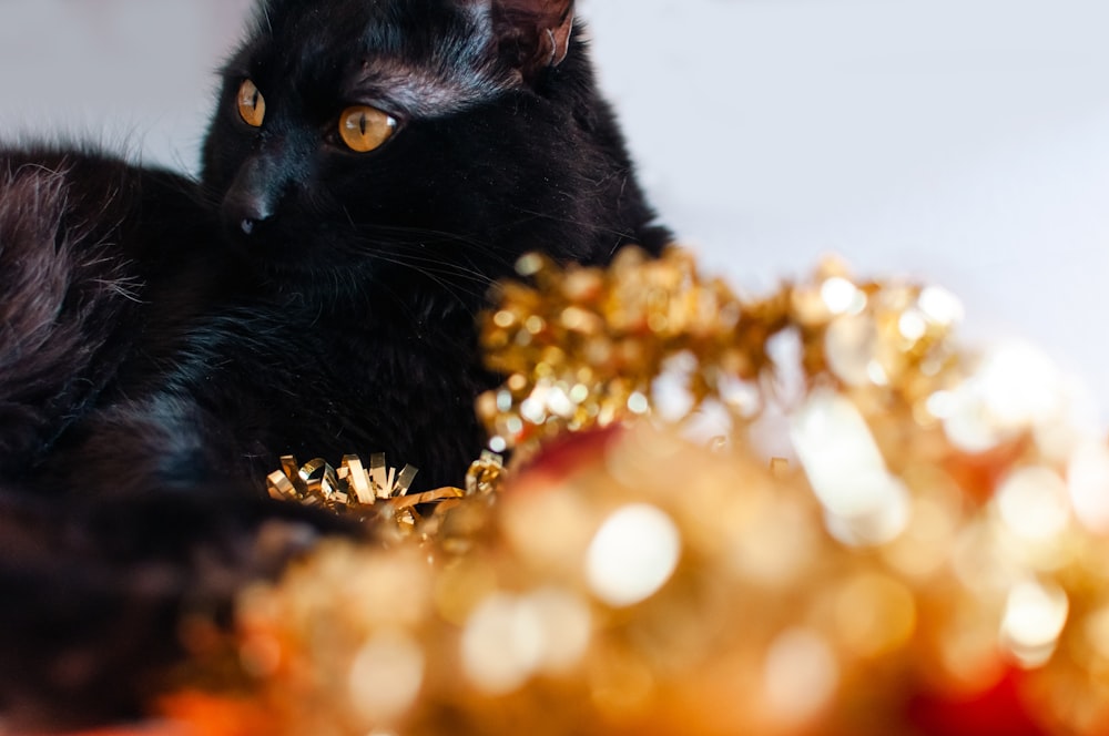 a black cat laying on top of a pile of gold jewelry