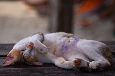 a cat that is laying down on a table