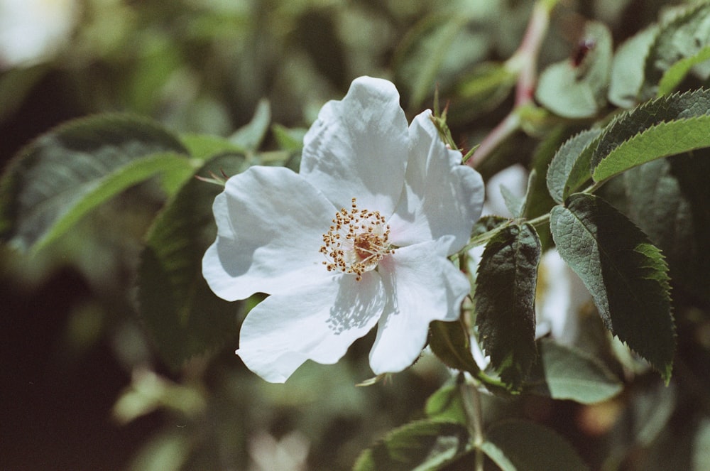 a close up of a white flower on a tree