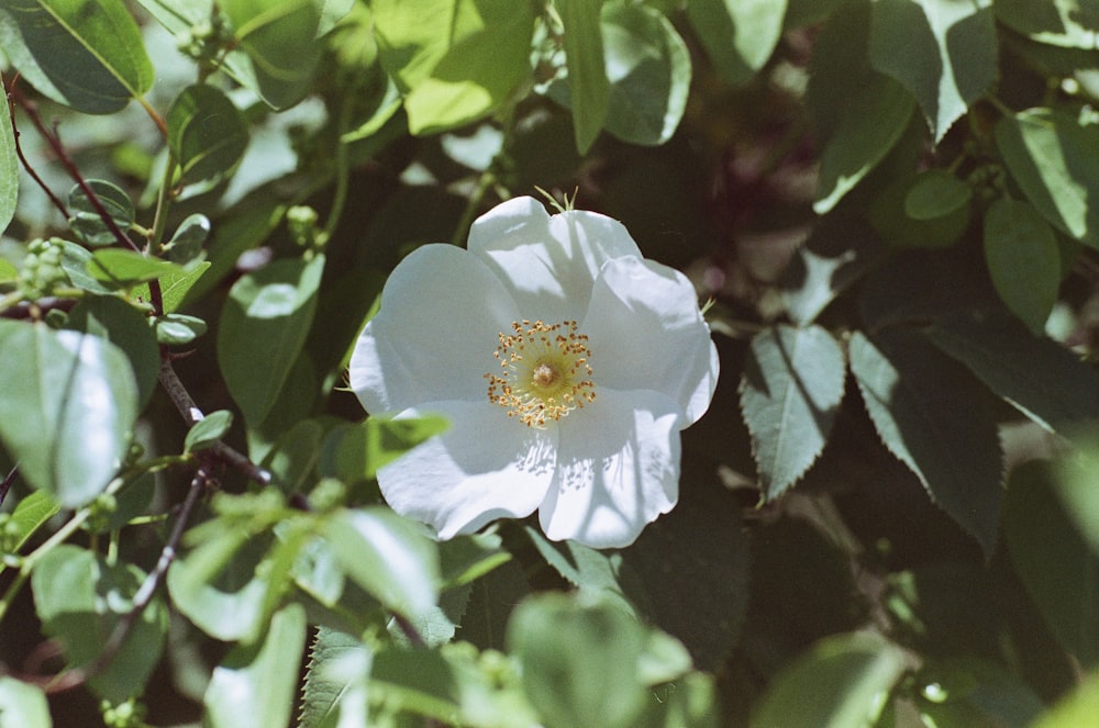 a white flower with a yellow center surrounded by green leaves