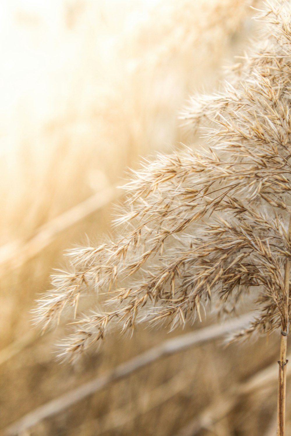 a close up of a plant with a blurry background