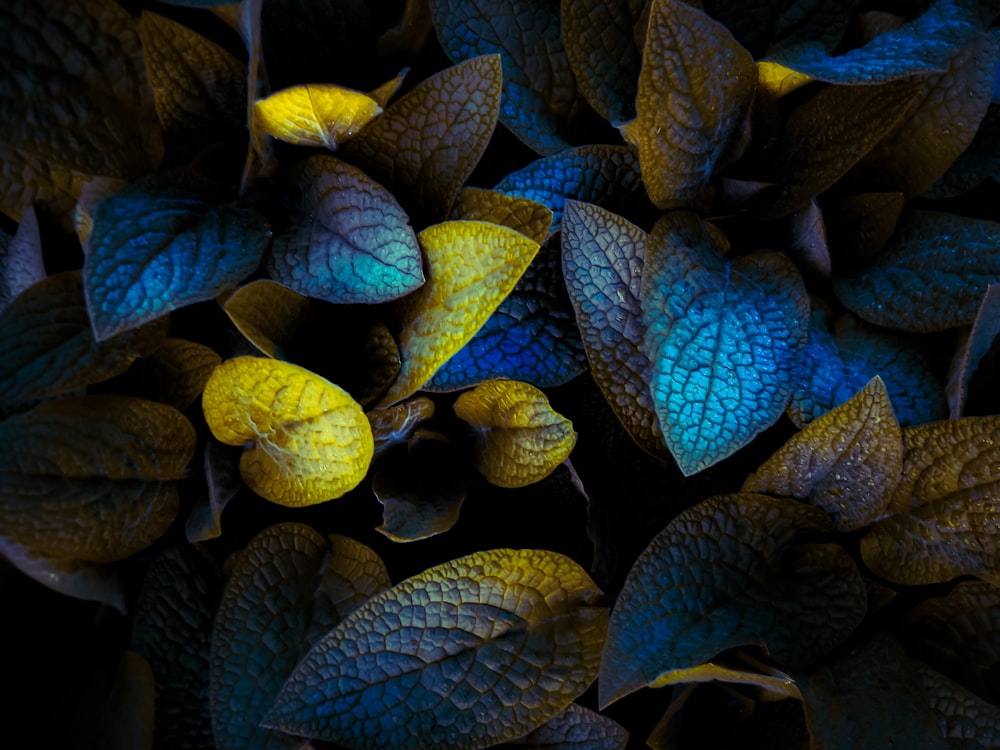 a close up of a bunch of leaves