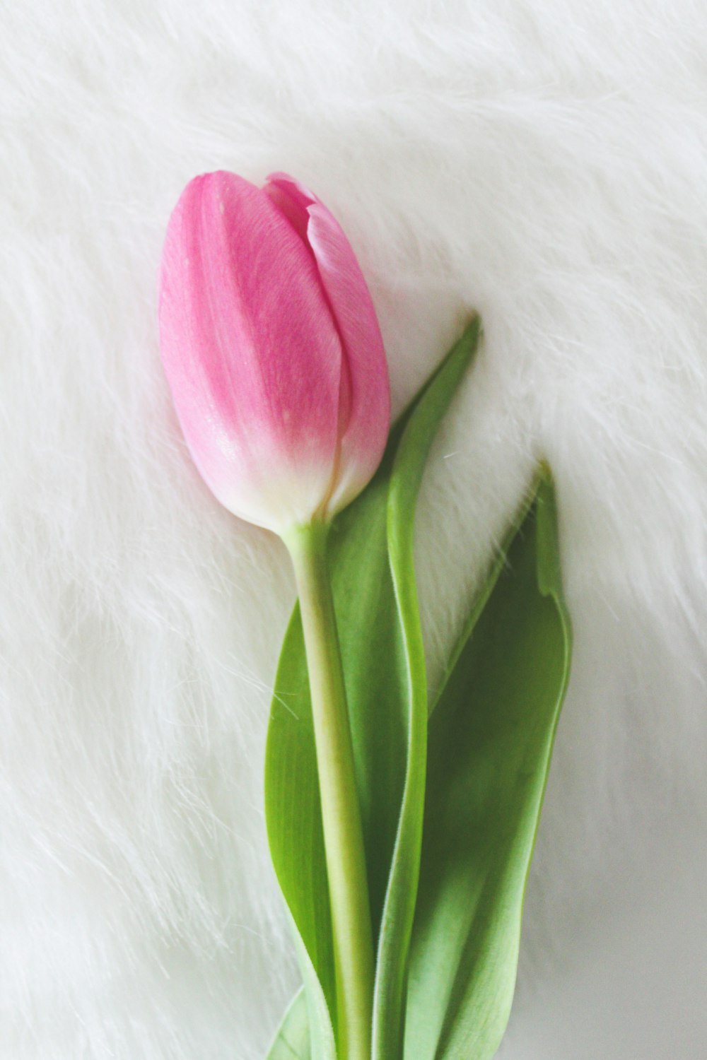 a single pink tulip sitting on top of a white blanket