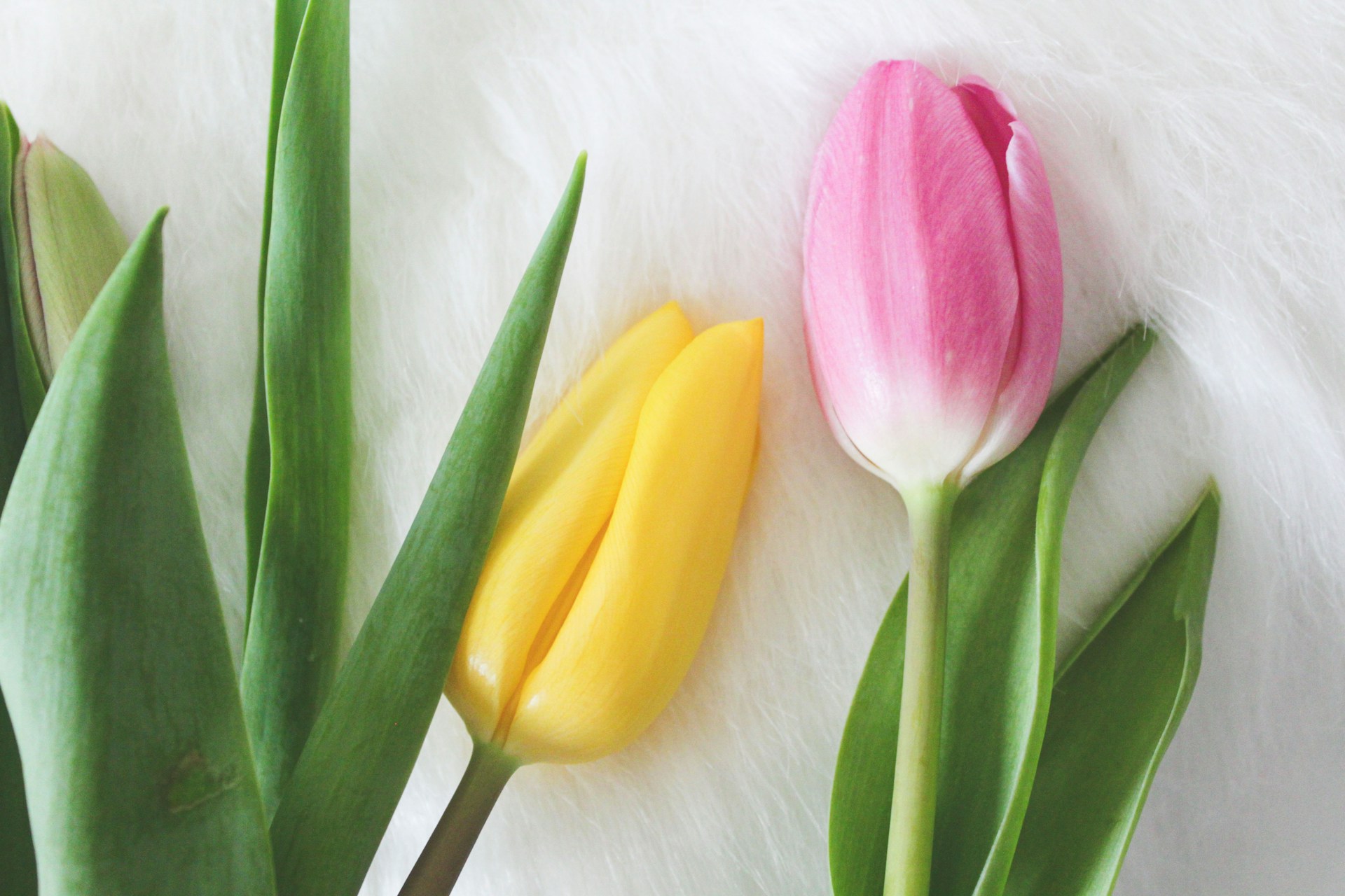 three different colored tulips on a white surface